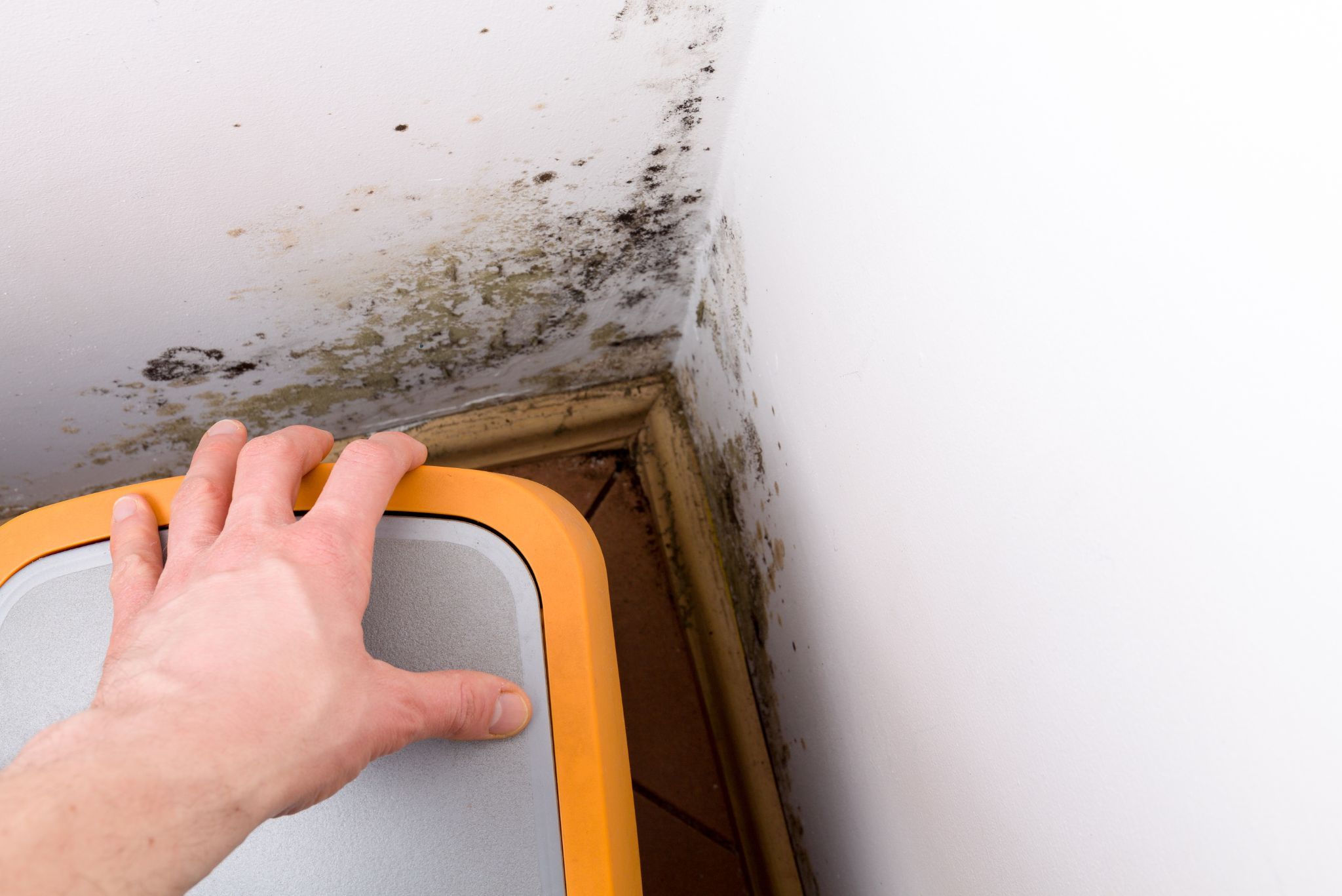 Black mould on walls