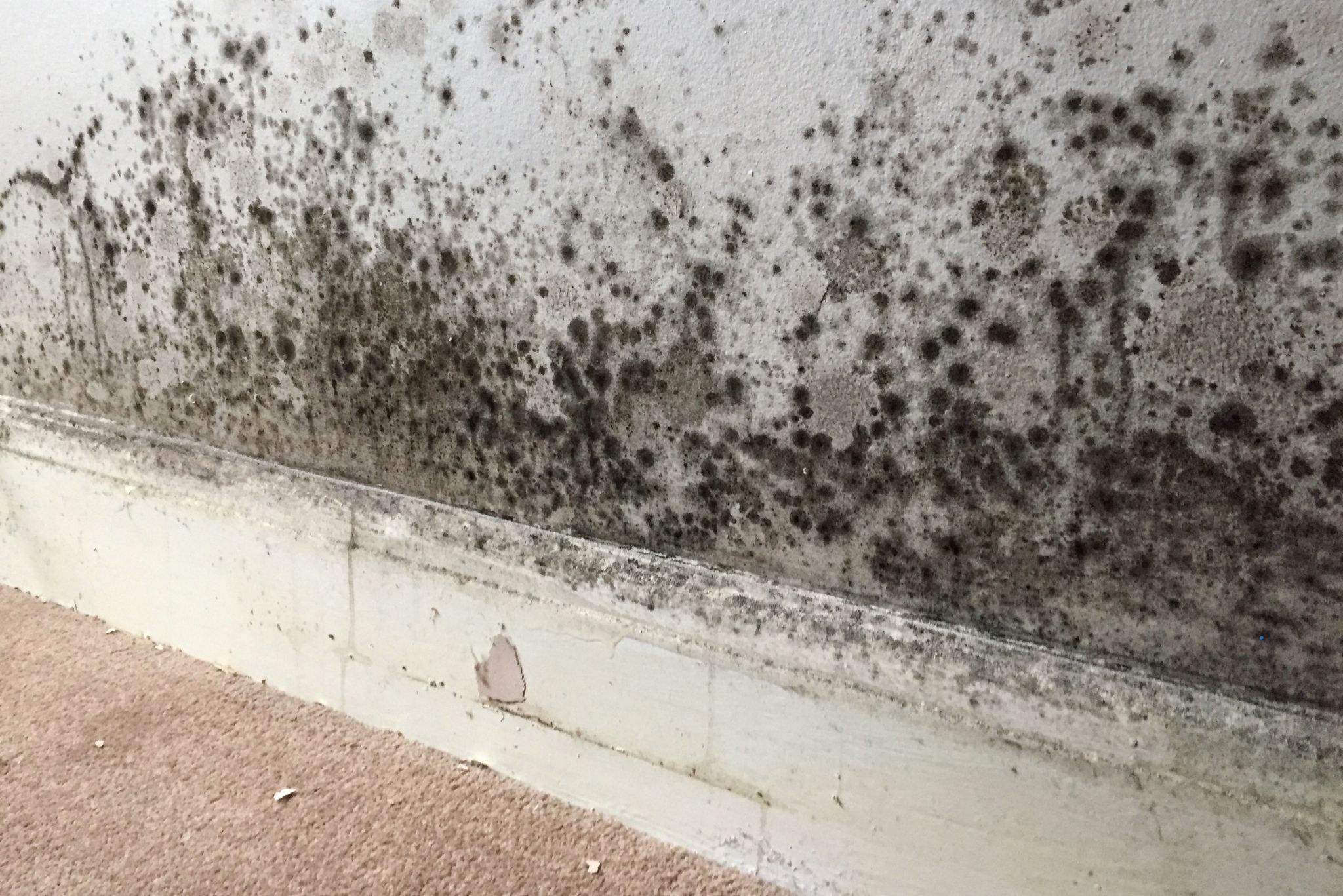 Damp & Black Mould Health Implications